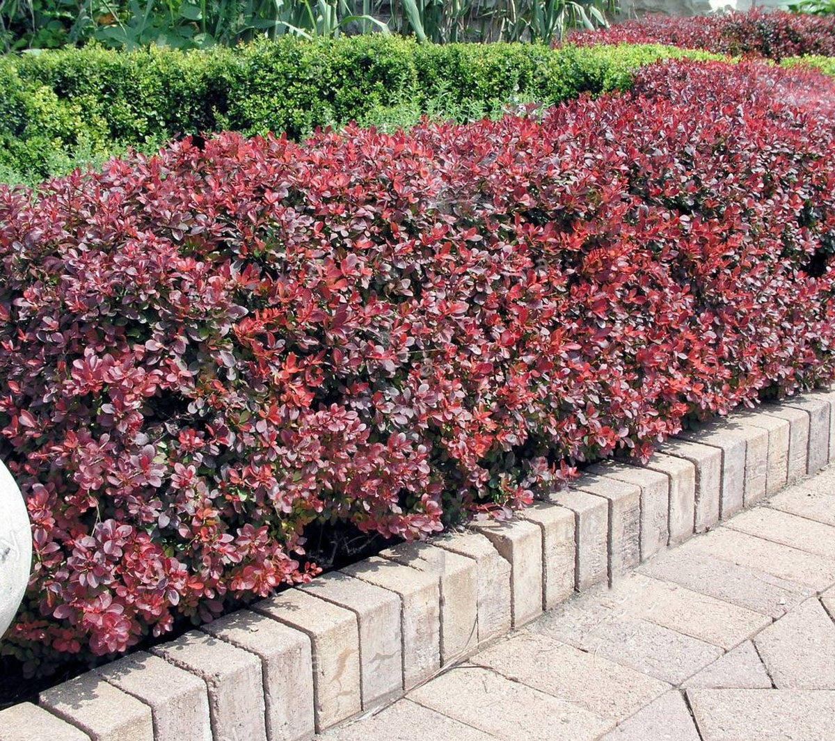 Berberis thunbergii Atropurpurea Nana - Plant in 2 L Pot