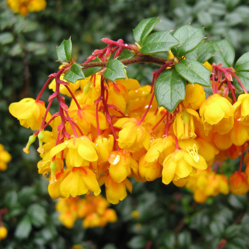 Berberis darwinii - Darwins Barberry - Plant in 9 cm Pot