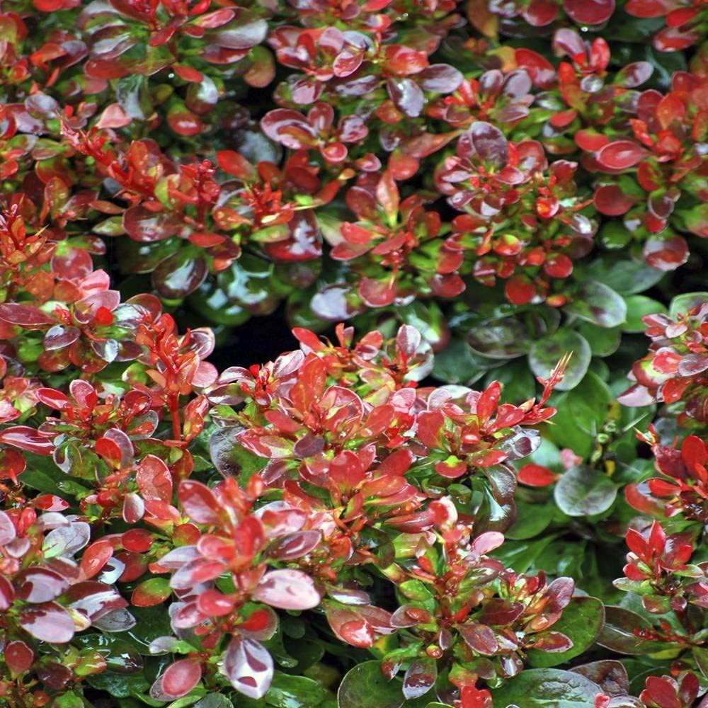Berberis thunbergii Bagatelle - Barberry - Plant in 2 L Pot