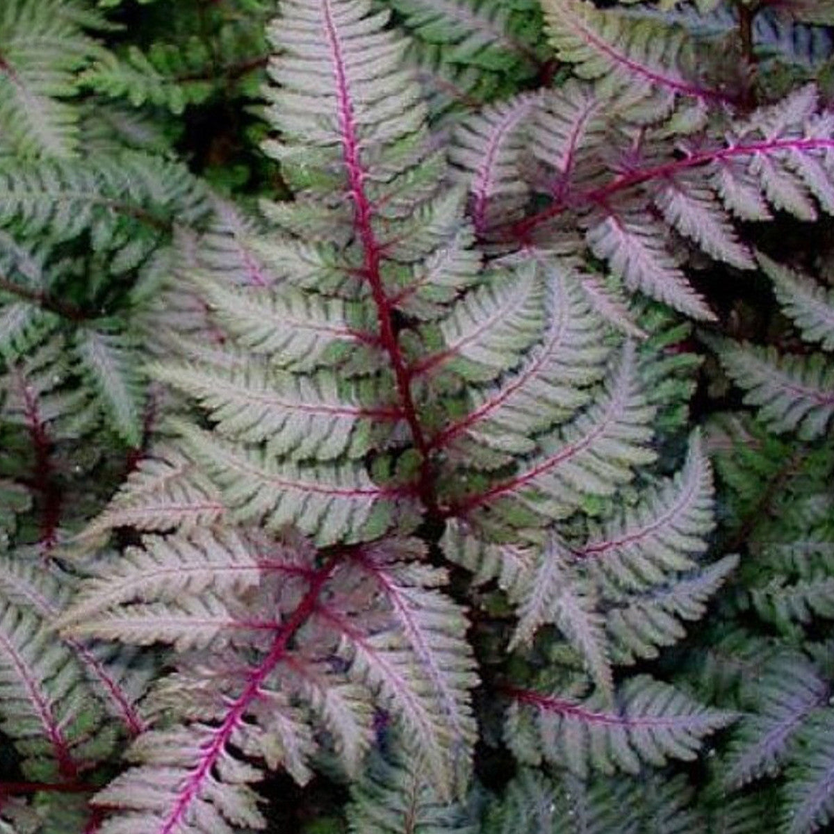 Athyrium niponicum Metallicum - Japanese Painted Fern - Plant in 2 L Pot