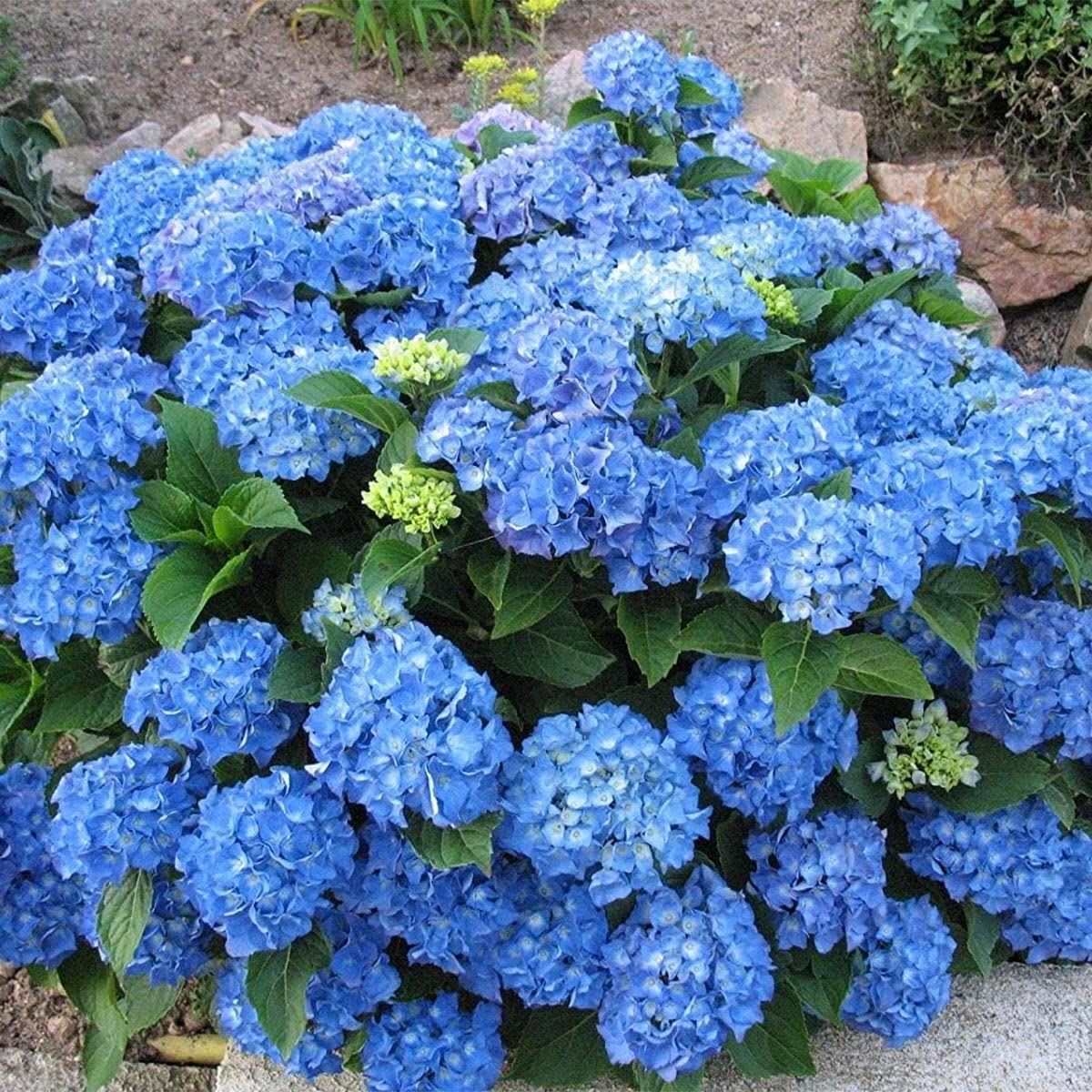 Hydrangea macrophylla Adria - Hydrangea - Plant in 10.5 cm Pot