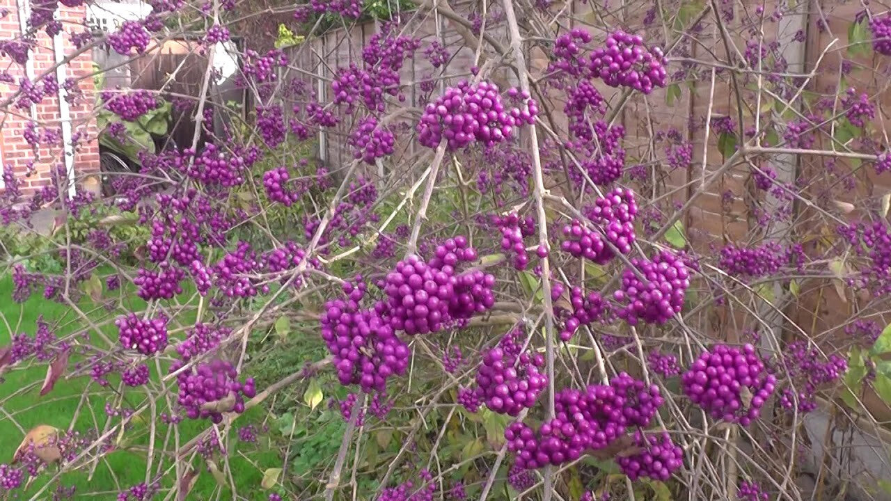Callicarpa bodinieri giraldii Profusion - Beauty Berry - Plant in 2 L Pot