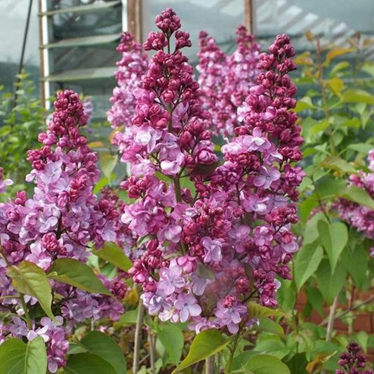 Syringa vulgaris Prince Wolkonsky - Lilac - Plant in 9cm Pot