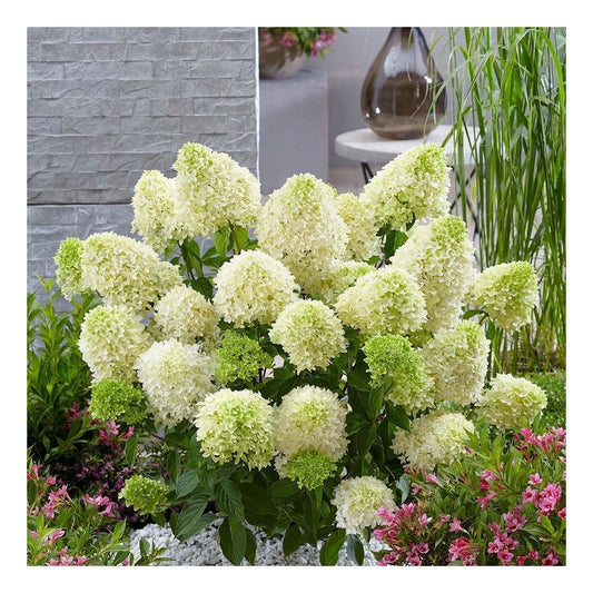 Hydrangea paniculata Skyfall - Paniculate Hydrangea - Plant in 2 L Pot