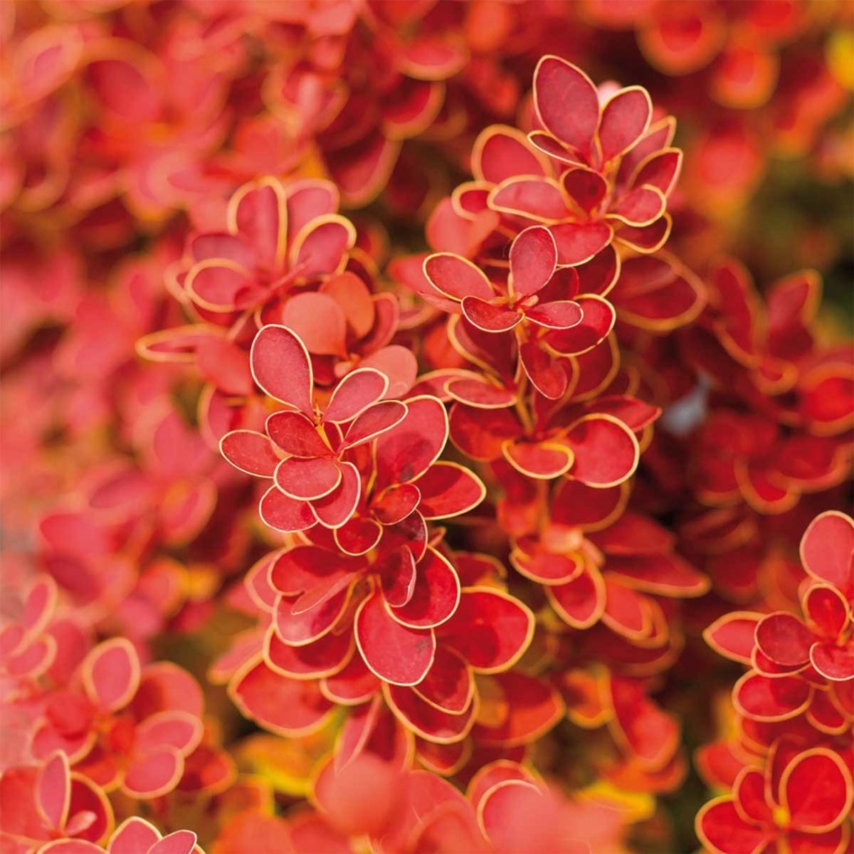 3x Berberis thunbergii Orange Ice - Barberry - 3 x Plants in 2 L Pots
