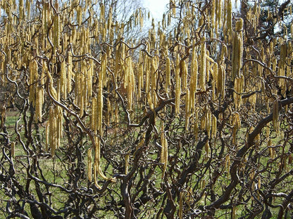 Corylus avellana Contorta - Corkscrew Hazel, Grafted Plant in 9 cm Pot