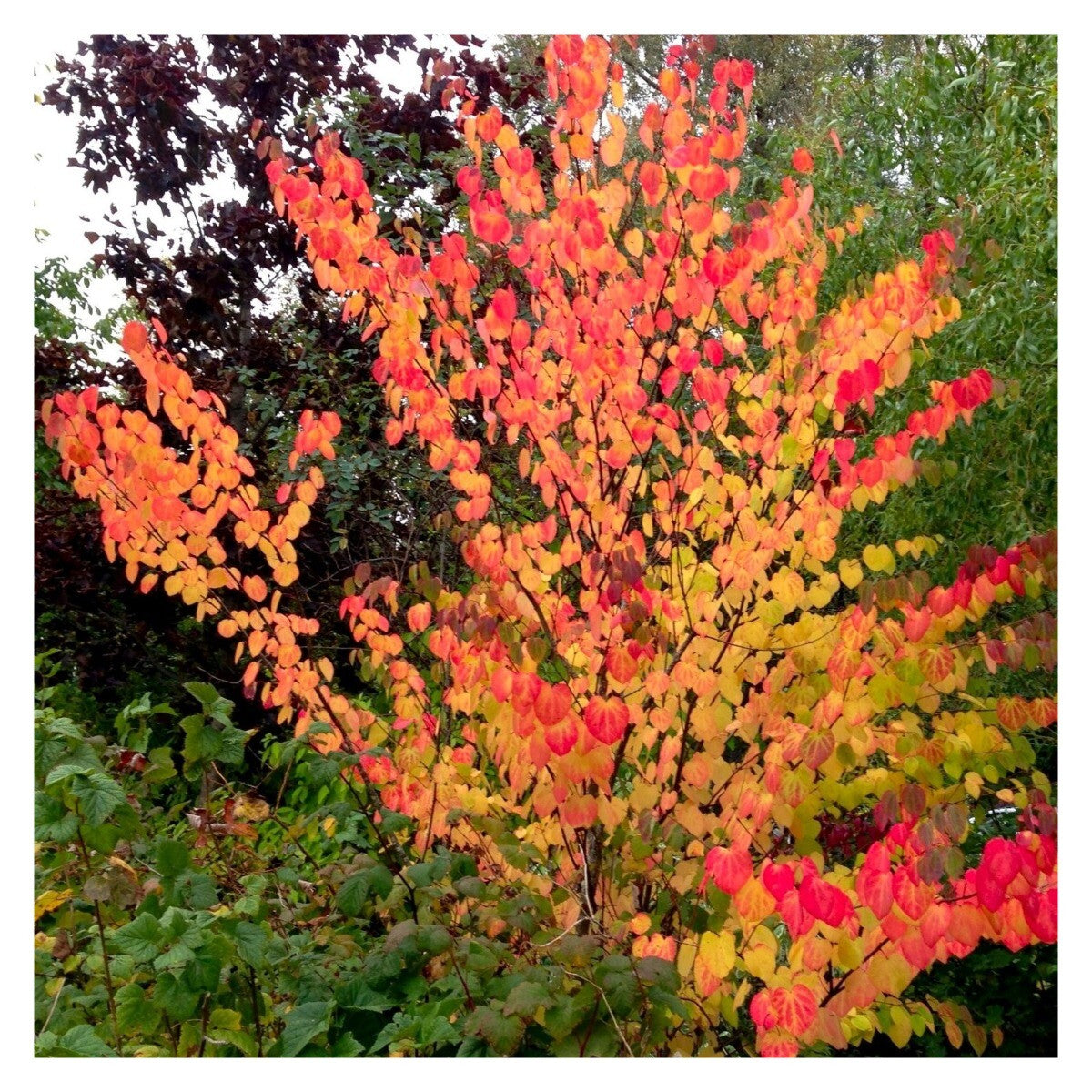 Cercidiphyllum japonicum - Katsura Tree - Plant in 2 L Pot