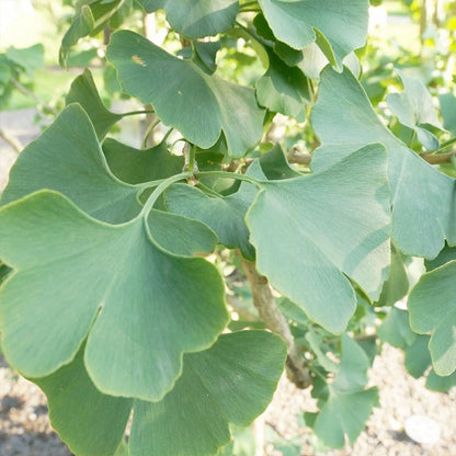 Ginkgo biloba Menhir - Maidenhair Tree Grafted - Plant in 1 L pot
