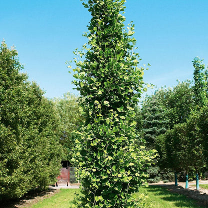 Ginkgo biloba Fastigiata Blagon-Maidenhair Tree Grafted - Plant in 1 L pot