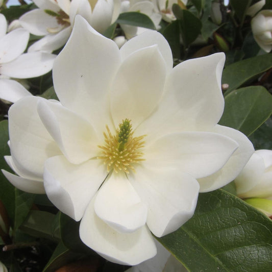 Magnolia Fairy Cream - Magnolia - Plant in 3 L Pot