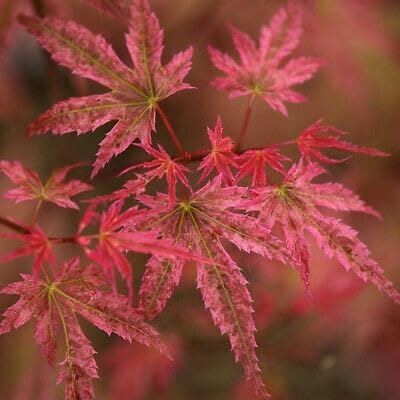 Acer palmatum Phoenix - Japanese Maple - Plant in 5 L Pot
