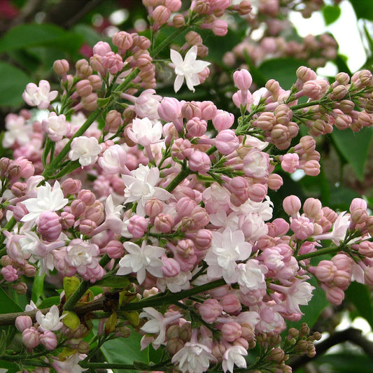 Syringa vulgaris Beauty of Moscow - Lilac - Plant in 9cm Pot