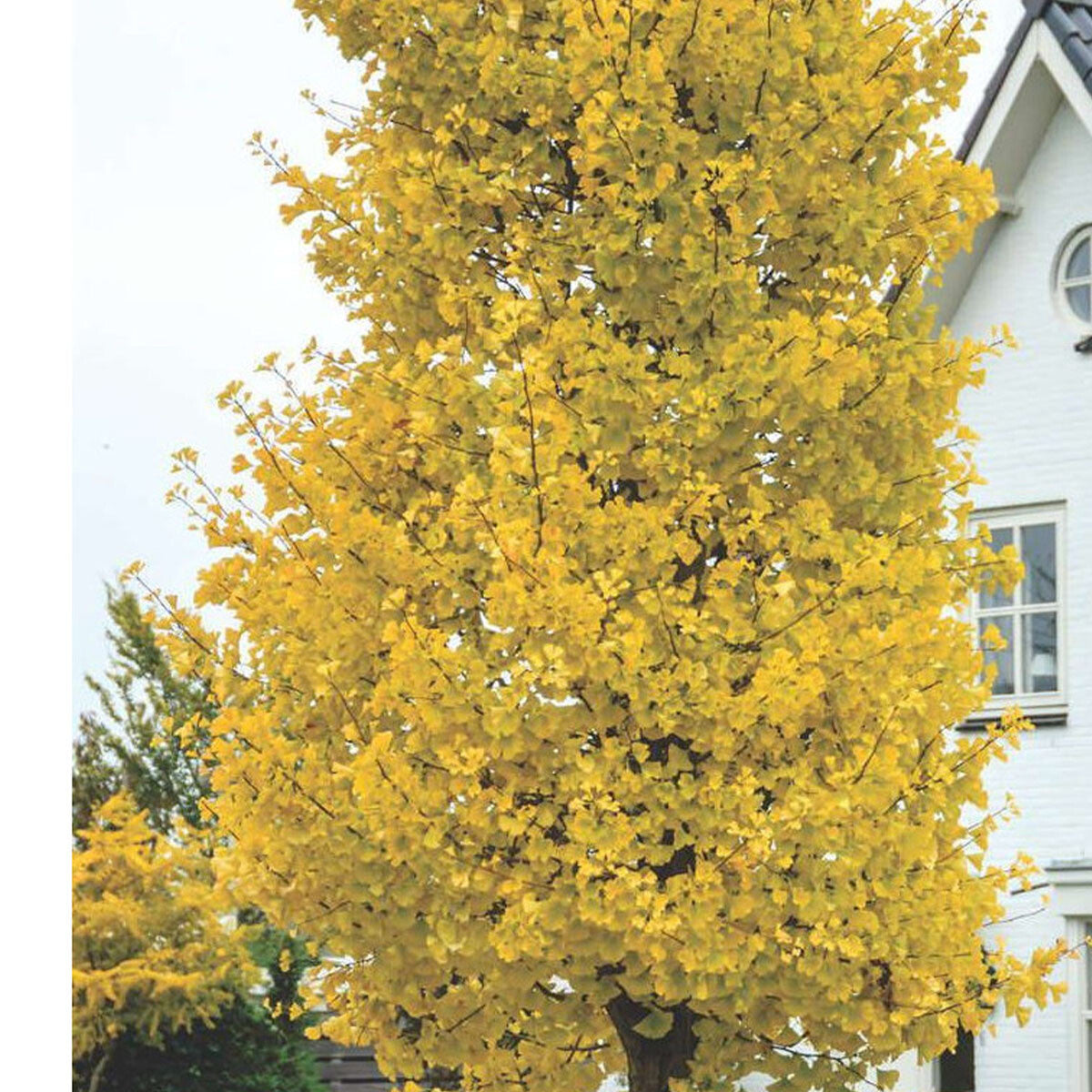 Ginkgo biloba Fastigiata Blagon-Maidenhair Tree Grafted - Plant in 1 L pot