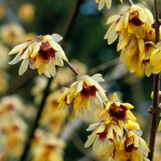 Chimonanthus praecox - Winter Sweet - Plant in 2 L Pot