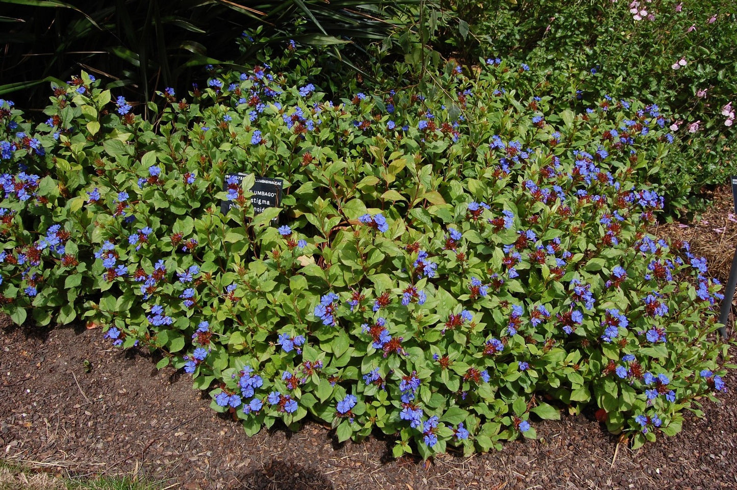 Ceratostigma plumbaginoides - Hardy Plumbago - Plant in 2 L Pot