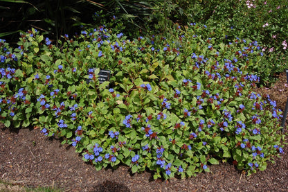 Ceratostigma plumbaginoides - Hardy Plumbago - Plant in 2 L Pot