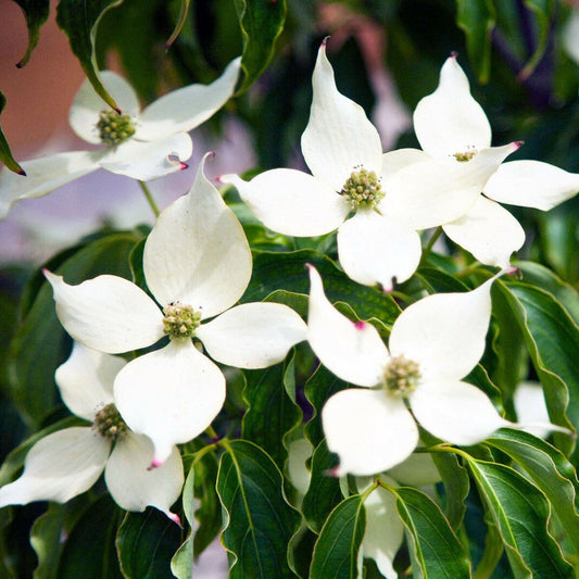 Cornus kousa var. Chinensis - Chinese Dogwood - Plant in 5 L pot