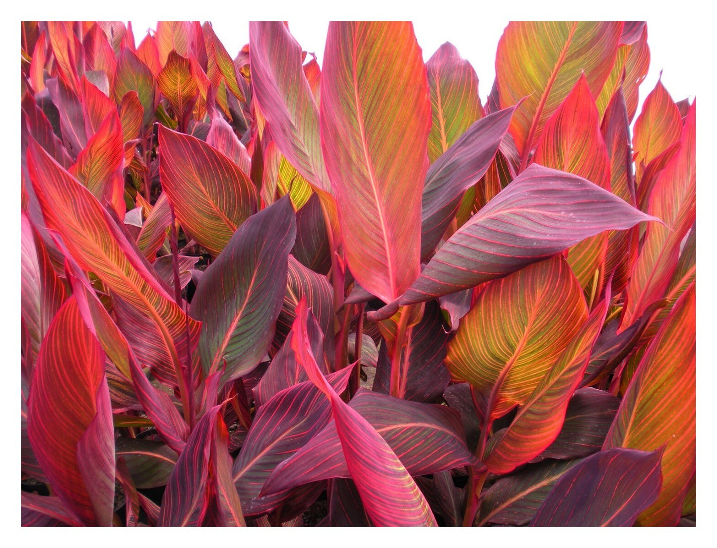 Canna Tropicanna - Canna Lily - Plant in 2 L Pot