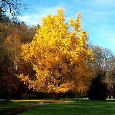 Ginkgo biloba - Maidenhair Tree, Two Year Old Plant in 1 L Pot