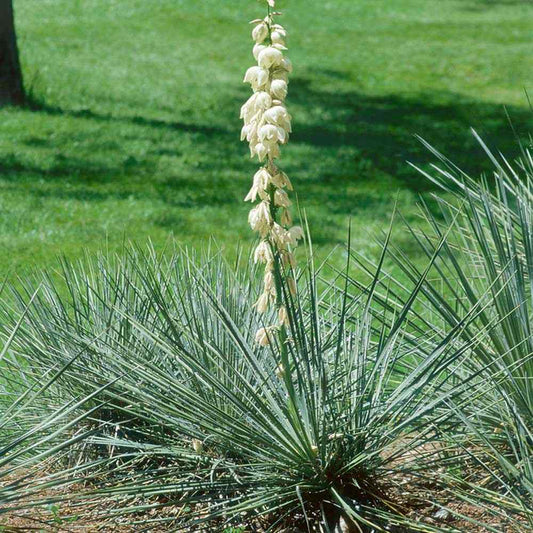 Yucca glauca - Soapweed - Plant in 2 L Pot