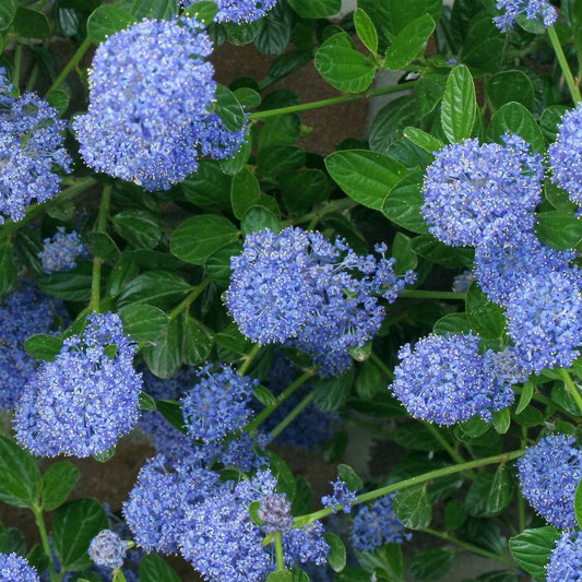 Ceanothus Skylark - California Lilac - Plant in 5 L Pot