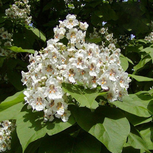 Catalpa bignonioides - Indian Bean Tree, Plant in 2 L Pot