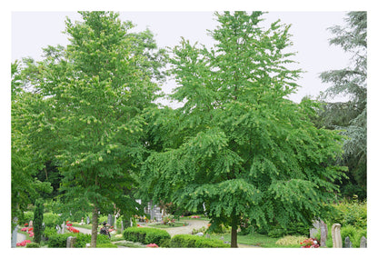 Cercidiphyllum japonicum - Katsura Tree - Plant in 2 L Pot