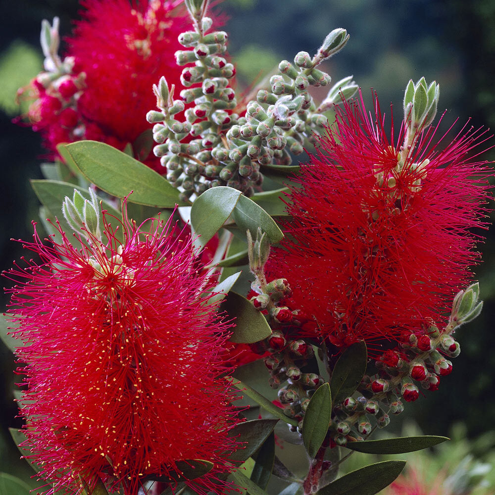 Callistemon citrinus Splendens - Crimson Bottlebrush - Plant in 2 L Pot