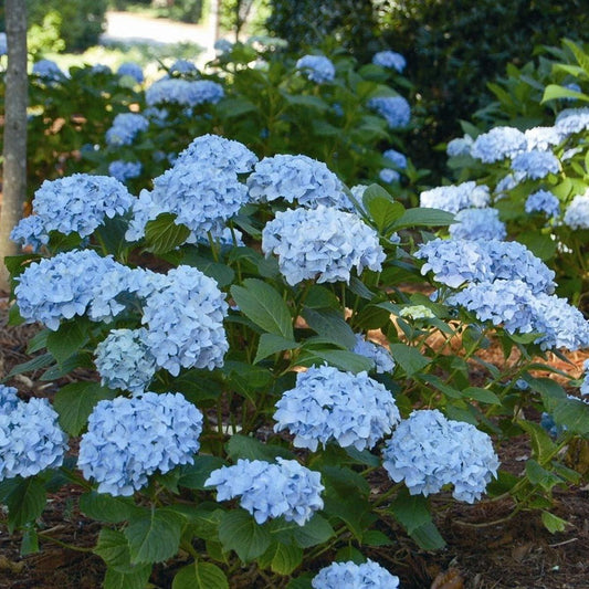 Hydrangea macrophylla Mini Penny - Hydrangea - Plant in 10.5 cm Pot