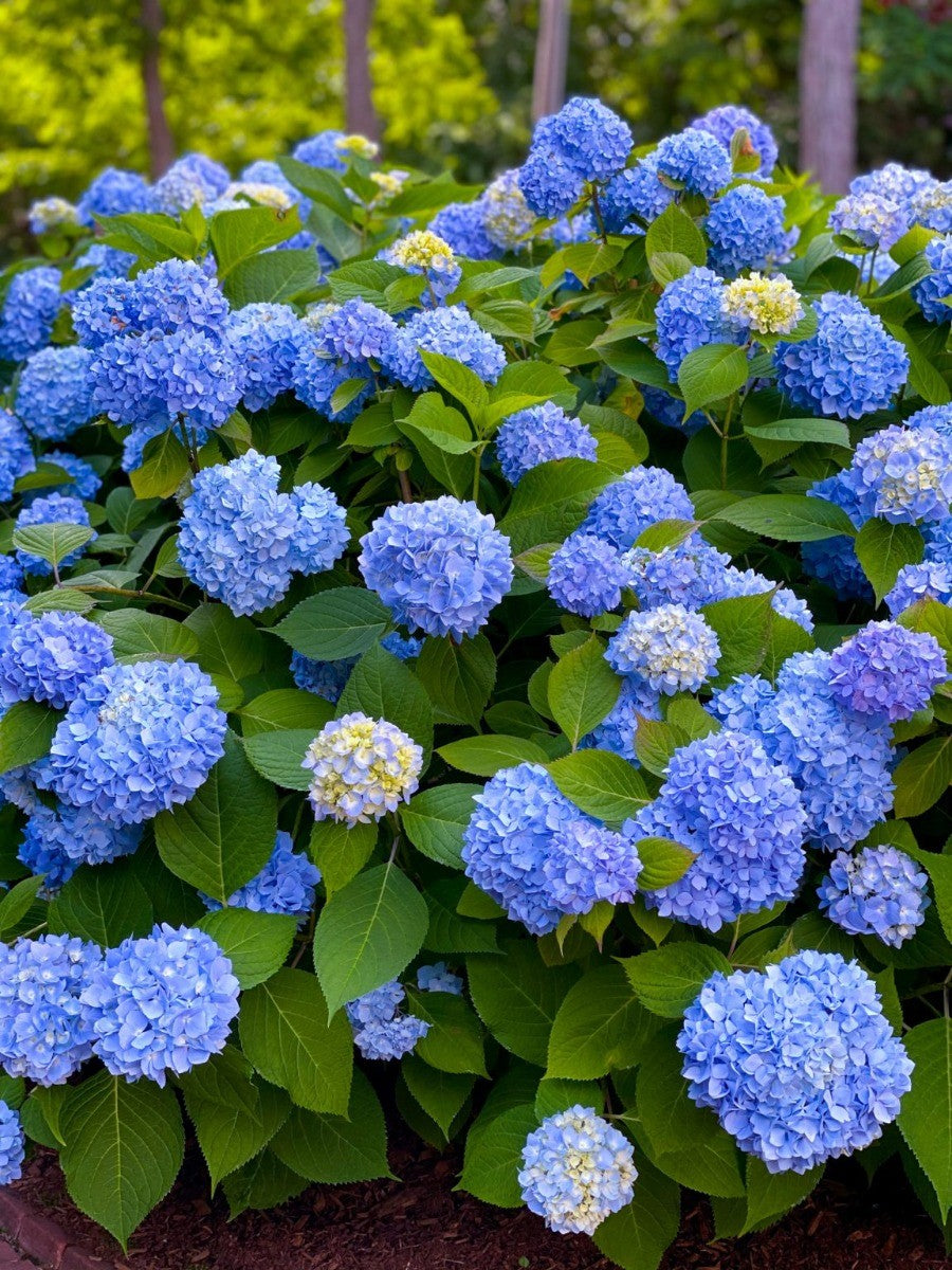 Hydrangea macrophylla Nikko Blue - Hydrangea - Plant in 2 L Pot