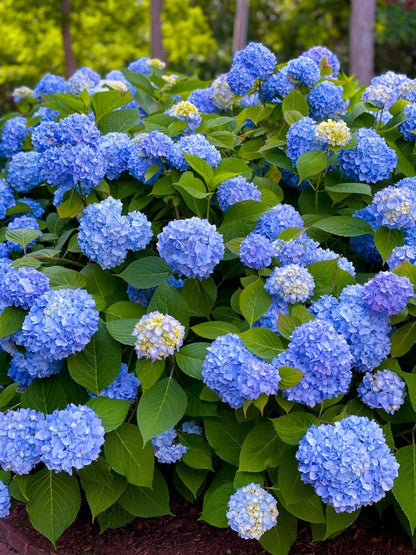 Hydrangea macrophylla Nikko Blue - Hydrangea - Plant in 2 L Pot