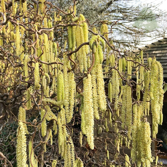 Corylus avellana Contorta - Corkscrew Hazel - Grafted Plant in 2 L Pot