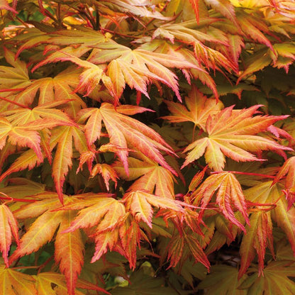 Acer palmatum Orange Dream - Japanese Maple - Grafted Plant in 9 cm Pot