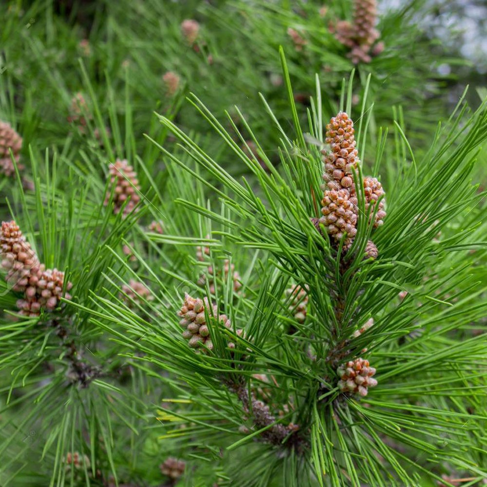 Pinus sylvestris - Scotts Pine - Plant in 2 L Pot
