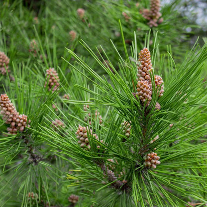 Pinus sylvestris - Scotts Pine - Plant in 2 L Pot