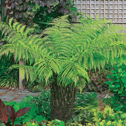 Dicksonia antarctica - Tree Fern - Plant in 9 cm Pot