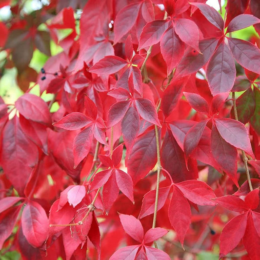 3X Parthenocissus quinquefolia - Virginia Creeper - Plants in 9 cm Pots