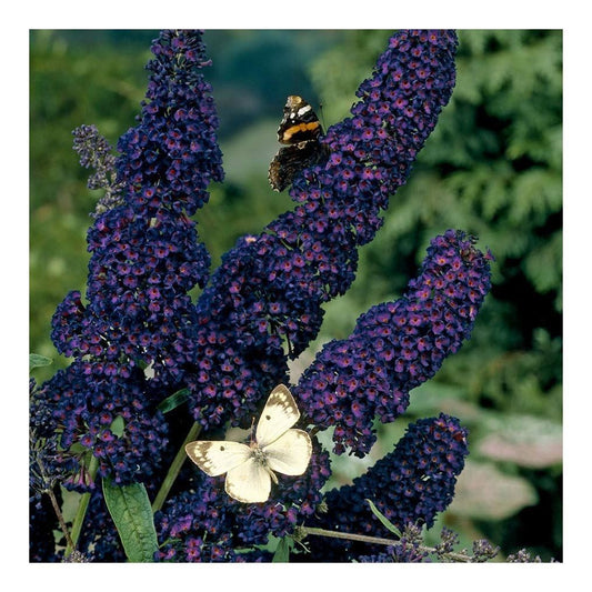 Buddleja davidii Black Knight -Buddleia Butterfly Bush in 9 cm Pot