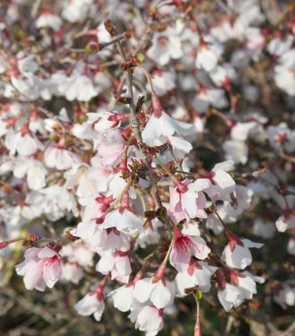 Prunus incisa Kojo-no-mai - Fuji Cherry - Plant in 2 L Pot