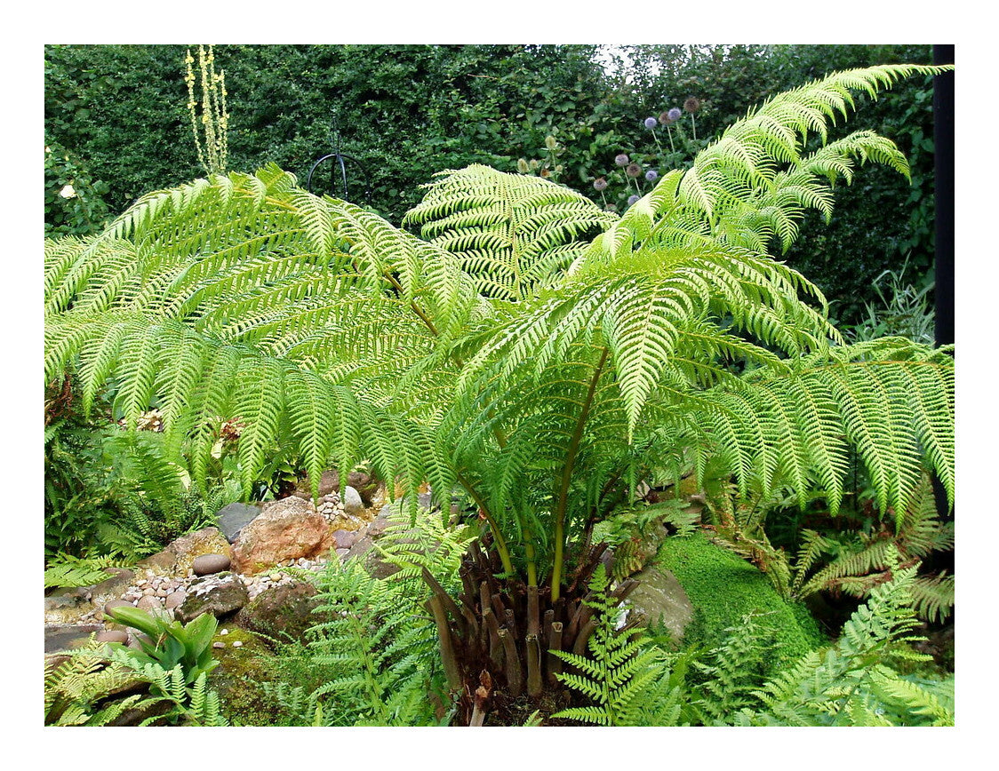 Dicksonia antarctica - Tree Fern - Plant in 9 cm Pot