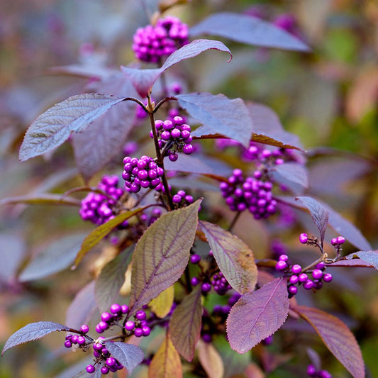 Callicarpa bodinieri giraldii Profusion - Beauty Berry - Plant in 9 cm Pot