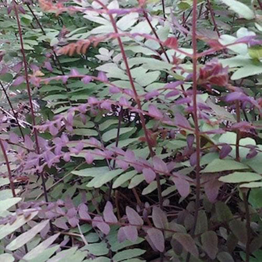 Osmunda regalis Purpurascens - Purple Royal Fern - Plant in 5 L Pot