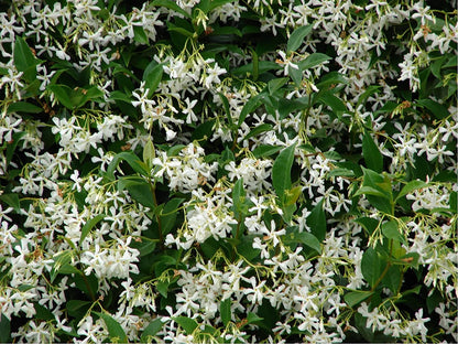3 x Trachelospermum jasminoides - Star Jasmine - Plant in 2 L pot