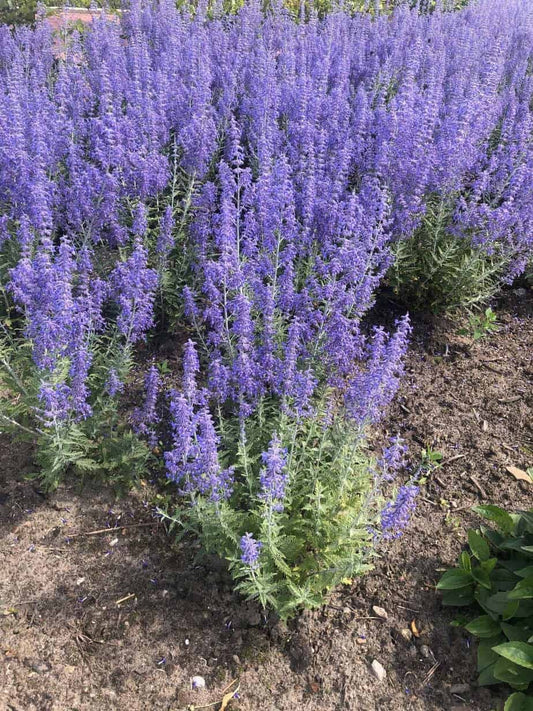 Perovskia atriplicifolia Little Spire - Russian Sage - Plant in 2 L Pot