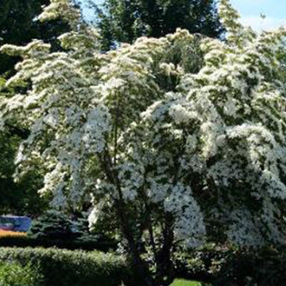 Cornus kousa National - Chinese Dogwood Grafted - Plant in 1 L Pot