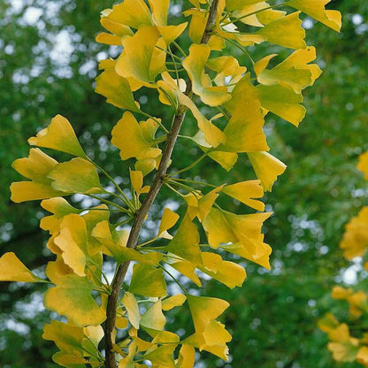 Ginkgo biloba Menhir - Maidenhair Tree Grafted - Plant in 1 L pot