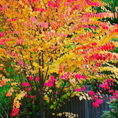 Cercidiphyllum japonicum - Katsura Tree - Plant in 2 L Pot