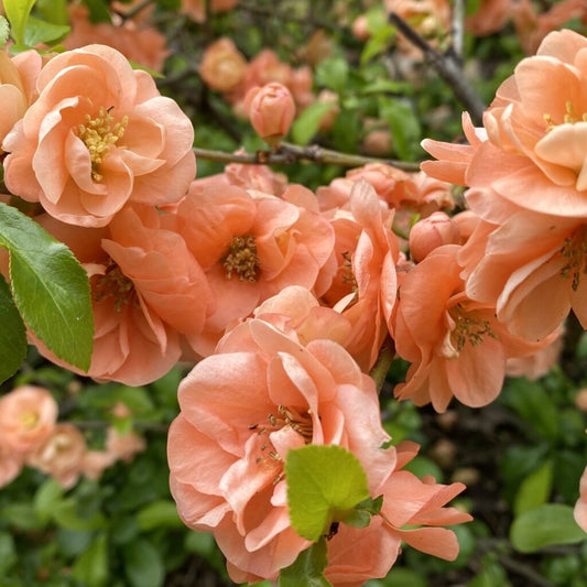 Chaenomeles x superba Cameo - Ornamental Quince - Plant in 9 cm Pot