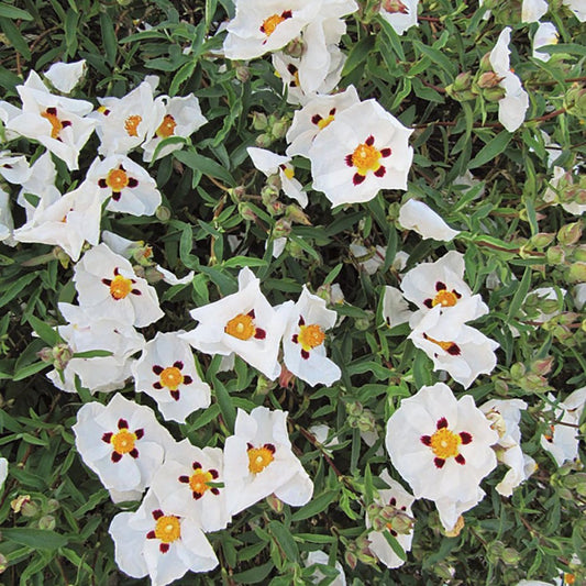 Cistus x purpureus Alan Fradd - Purple Flrd. Rock Rose - Plant in 2 L Pot