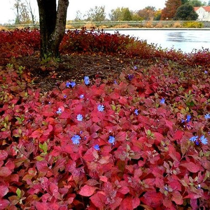 Ceratostigma plumbaginoides - Hardy Plumbago - Plant in 2 L Pot